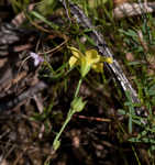 Grooved flax